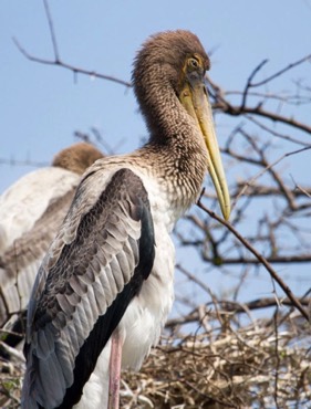 painted stork closeup
